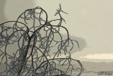 Frosted branches2.jpg