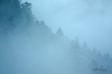 Foggy Trees.jpg