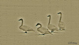 Swans - carved.jpg