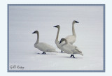 Swans Rear Guard.jpg
