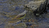 Grey Wagtail