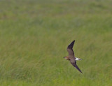 Black-vinged Pratincole Svartvingad Vadarsvala 