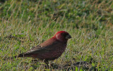 Great Rosefinch