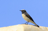 Cyprus Wheatear Egypt 