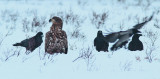 White-tailed Eagle  Common Raven