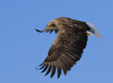 White-taite Eagle Haliaeetus albicilla