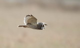 Short-eared Owl / Mosehornugle, CR6F4595 14-01-2012.jpg