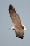 White -bellied Sea Eagle / Hvidbrystet Havørn, CR6F434003-01-2013.jpg
