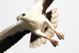 White -bellied Sea Eagle / Hvidbrystet Havørn, CR6F520404-01-2013.jpg