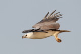 White -bellied Sea Eagle / Hvidbrystet Havørn, CR6F575604-01-2013.jpg