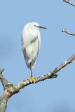 Little Egret