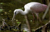 roseate spoonbill 2.jpg