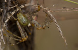 green lynx spider 2.jpg