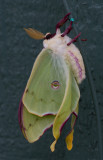 luna moth 1.JPG