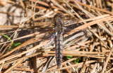 female blue corporal.JPG