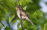 female Grosbeak.JPG