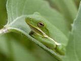 Green Treefrog.jpg