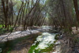 San Pedro River