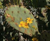 Brittlebush and Engelmanns prickly pear. Tonto National Forest - FR 4