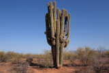 Giant Saguaro near Roosevelt Lake