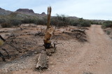 The road continues beyond Lime Tank. Tonto National Forest. In the 257 Fire burn area
