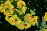 Euphorbia rigida