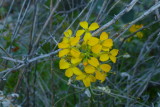 Western Wallflower on the High Trail