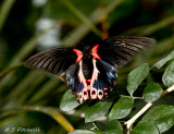 butterflys