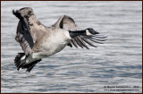 Canada Goose in Flight