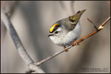 Golden-Crowned Kinglet