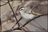 Golden-Crowned Kinglet