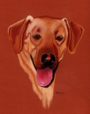 Yellow Lab - pastel, 9 x 12