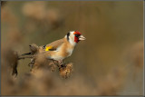 Cardellino
