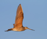Marbled Godwit