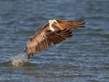 Brown Pelican