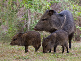 Javelina