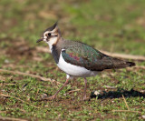 Northern Lapwing