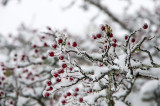 Espino Albar con nieve