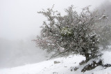 Espino Albar con nieve