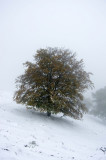 rbol con nieve