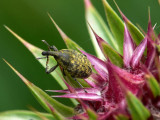 Picudo del Algodón