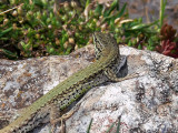 Lagartija