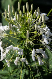 Flor araa (Tarenaya hassleriana)