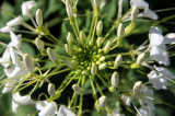 Flor araa (Tarenaya hassleriana)