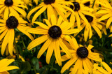 Rudbeckia fulgida (Rudbeckia fulgida)