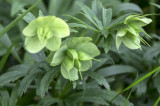 Helleborus viridis