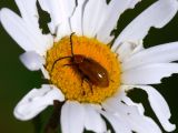 Leaf Beetles (Family Chrysomelidae)