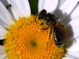 Insecto
