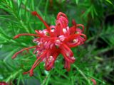 Grevillea Juniperina