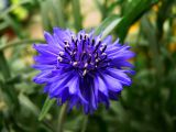 Centaurea